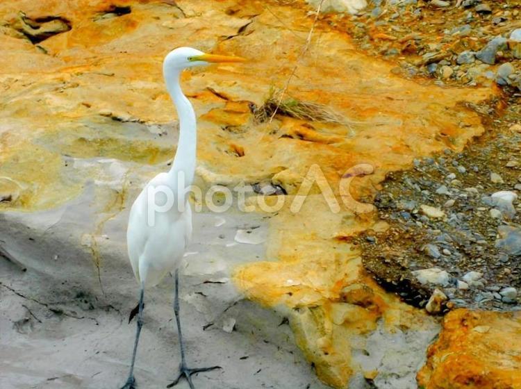 佇むダイサギ ダイサギ,野鳥,バードウォッチの写真素材