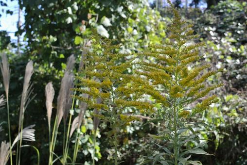 秋の植物 秋の植物の写真