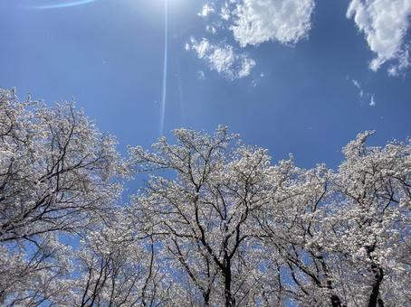 Sunshine and cherry blossoms, JPG