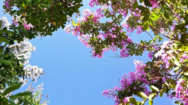 百日紅-237 百日紅-237の写真