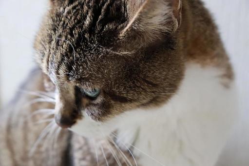 おすまし猫 猫,ねこ,ネコの写真素材