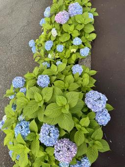 紫陽花 紫陽花の写真