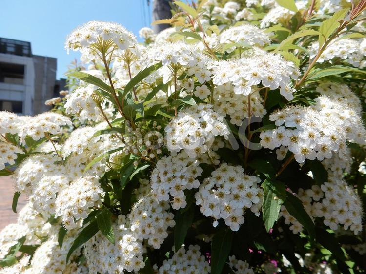 【花の写真】コデマリ コデマリ,小手毬,白い花の写真素材