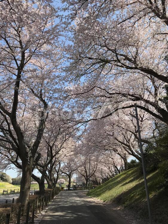 桜並木 木,風景,公園の写真素材