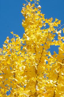 青空でかがやくイチョウ イチョウ,秋,木の写真素材