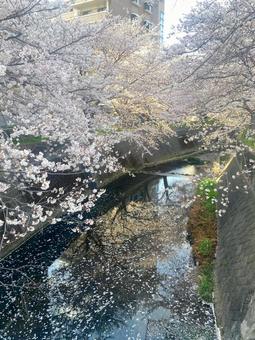 志井川の桜並木 志井川の桜並木 さくら,春,サクラの写真素材