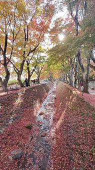 落ち葉 秋,モミジ,紅葉の写真素材