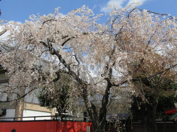 車折神社の桜2 春,さくら,桜の写真素材