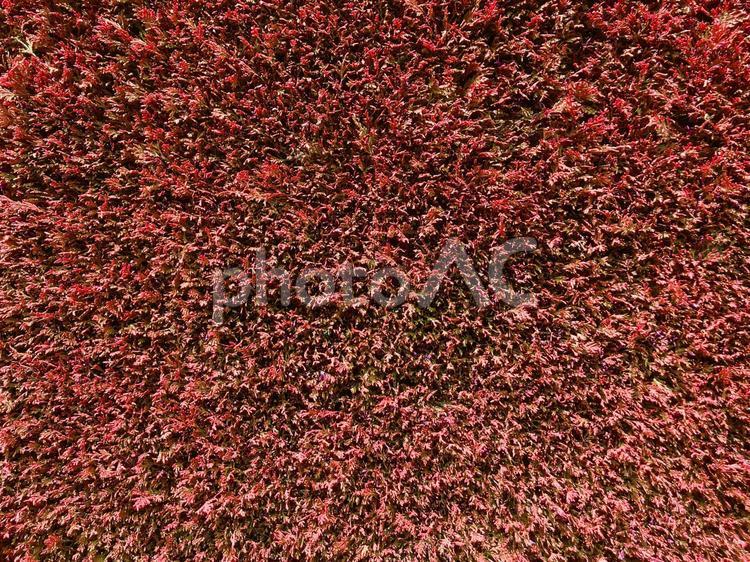 密集した植物のテクスチャ背景素材_02 植物,密集,芝の写真素材