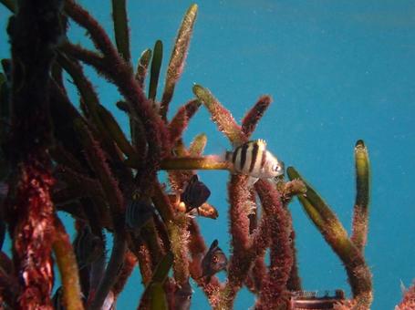 海藻と魚の子 魚,海,小魚の写真素材