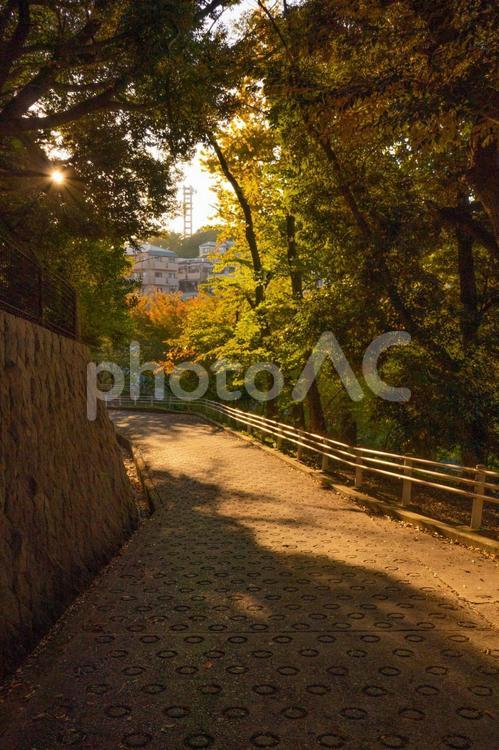 秋を感じる風景 快晴,木,植物の写真素材