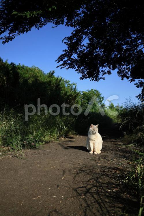 野良猫ちゃんの日向ぼっこ ネコ,ねこ,猫の写真素材