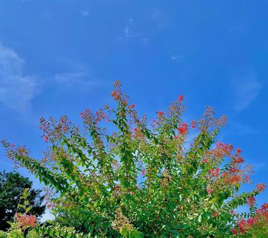 青空に扇のように咲く百日紅の花 青空に扇のように咲く百日紅の花の写真