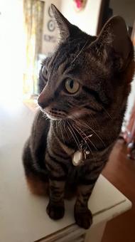 猫　おすまし 生き物,動物,ペットの写真素材