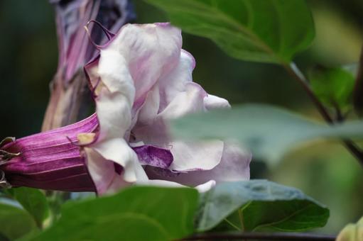 緑の葉の間にチョウセンアサガオの花 緑,葉,間の写真素材