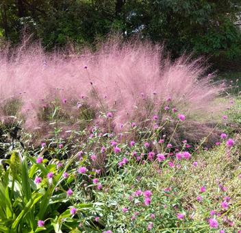花壇 花壇 花壇,ミューレンベルギア,千日紅の写真素材
