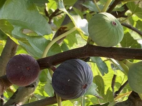 ビオレソリエスの写真