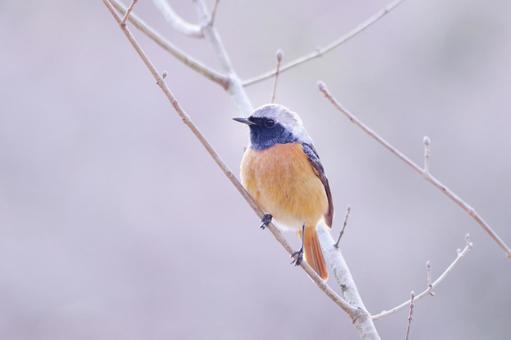 枝に止まるジョウビタキ 枝に止まるジョウビタキの写真