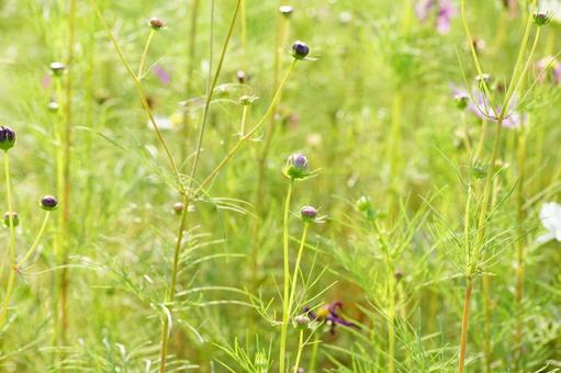 コスモスのツボミ コスモス,秋,花の写真素材