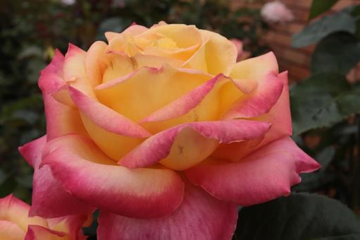 バラ園にてカラフルな薔薇を撮りました 花,薔薇,自然の写真素材