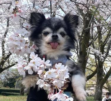 ?春を抱きしめて…桜とチワワの笑顔? ?春を抱きしめて…桜とチワワの笑顔? ペット,チワワ,桜と犬の写真素材