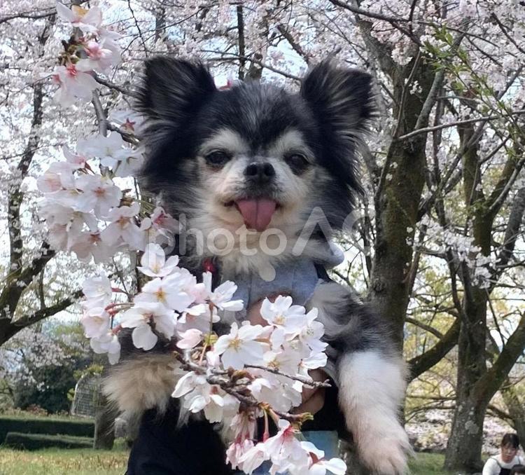 ?春を抱きしめて…桜とチワワの笑顔? ペット,チワワ,桜と犬の写真素材