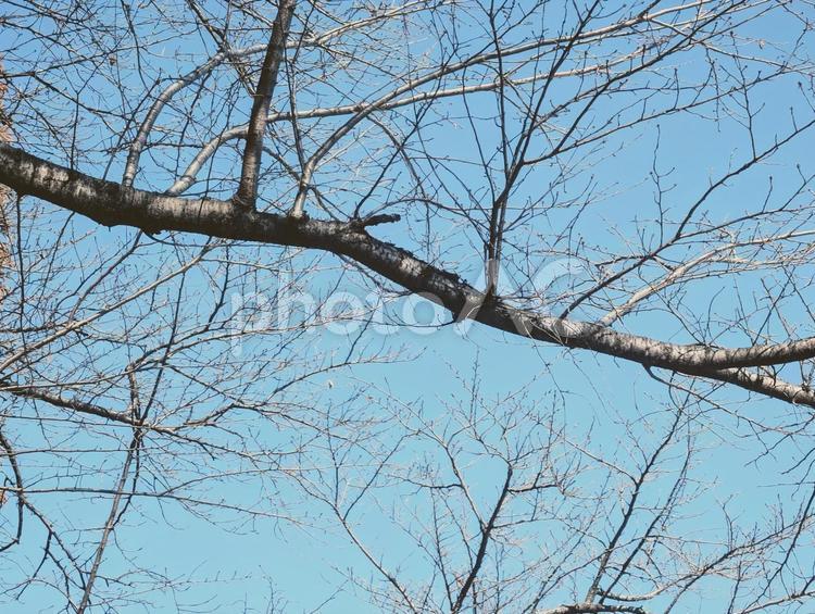 葉っぱが落ちた枝から見える空 枝,木,冬の写真素材