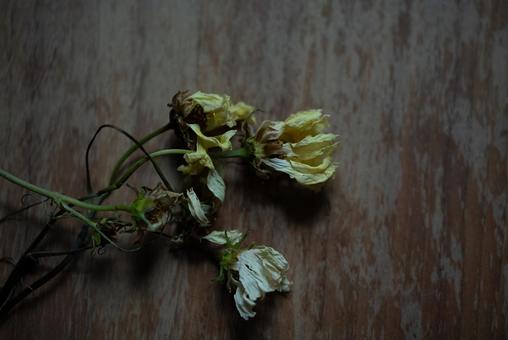 枯れた花 枯れた花 葉,枯葉,ドライフラワーの写真素材