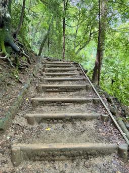 夏の高尾山　四号路　ハイキングコース 夏,高尾山,四号路の写真素材