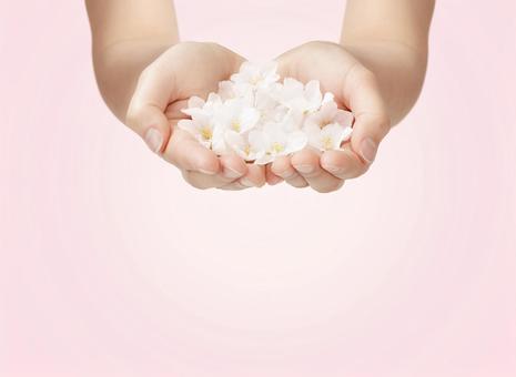 手のひらに桜の花びら 手のひらに桜の花びら 手のひら,桜,花びらの写真素材