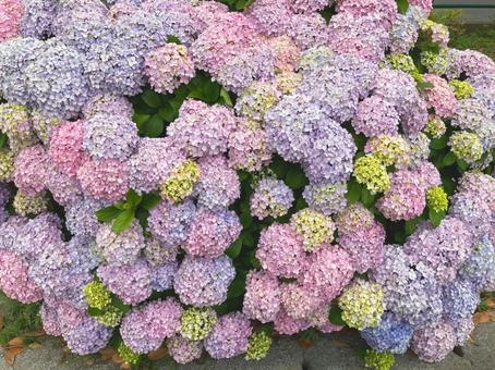 紫陽花５の写真