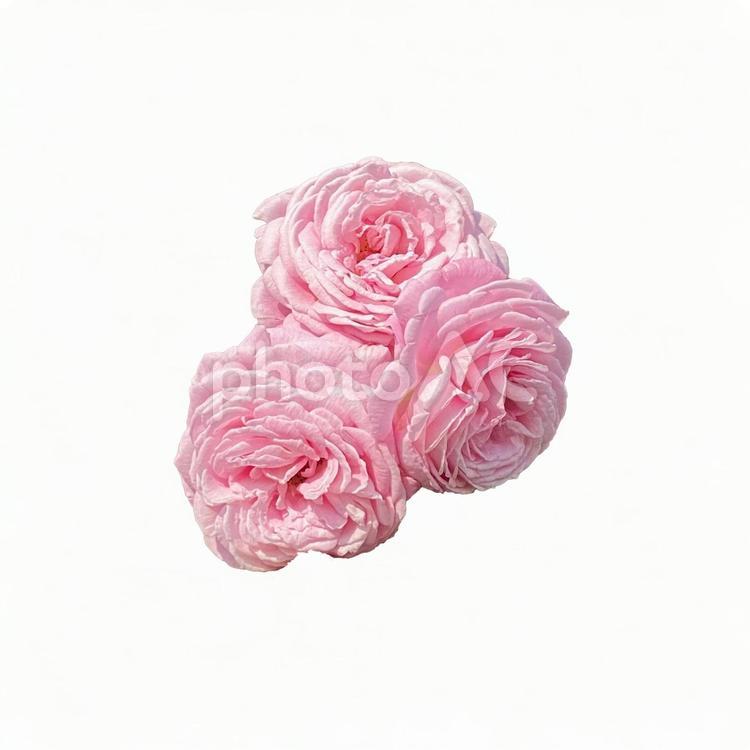 画像素材　ばら　ピンク 薔薇,ピンク,切り抜きの写真素材