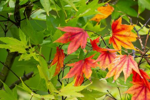 色づく木々⑼ 色づく木々⑼の写真