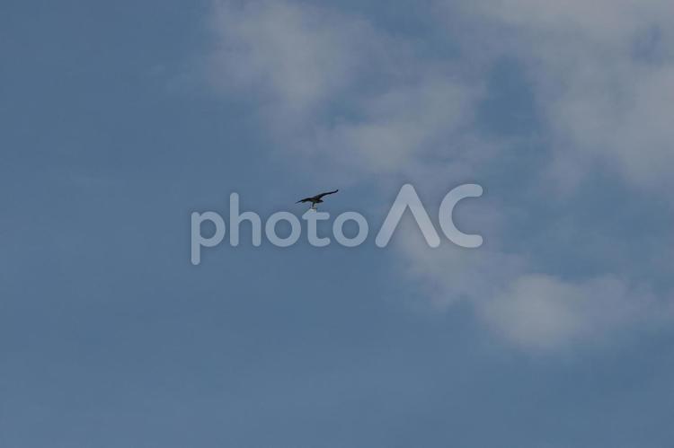 魚を捕らえた鳥 鳥,鷺,空の写真素材