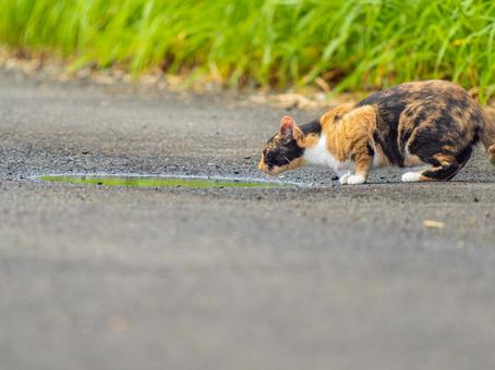 水たまりと野良猫 水たまりと野良猫の写真