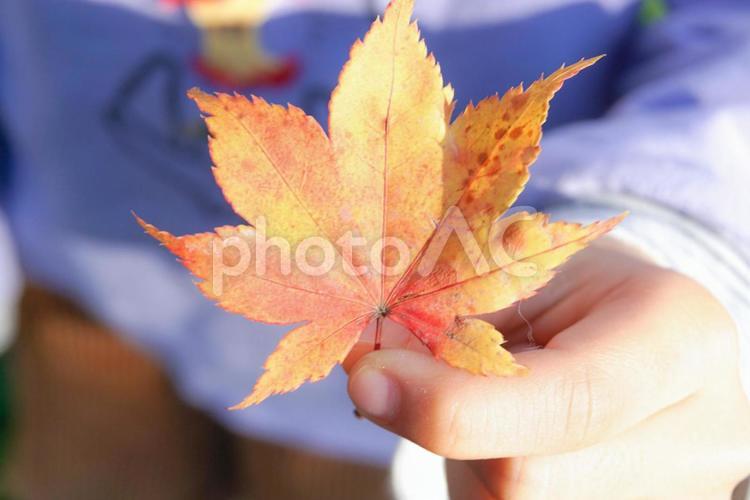 もみじを持つ子供の手 もみじ,紅葉,子供の写真素材