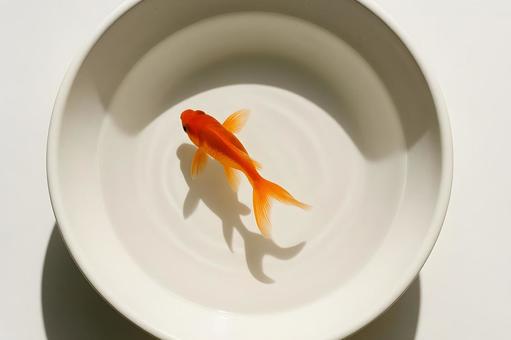 白い鉢の中の金魚 白い鉢の中の金魚の写真