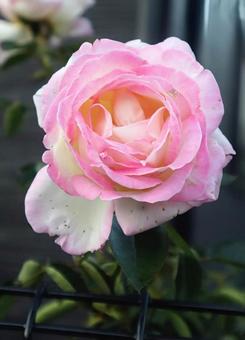 しとやか バラ,花,flowerの写真素材