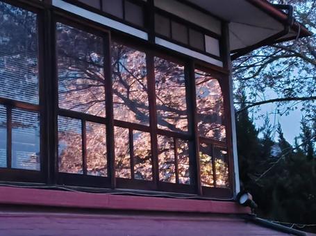 窓に映る桜 窓に映る桜の写真