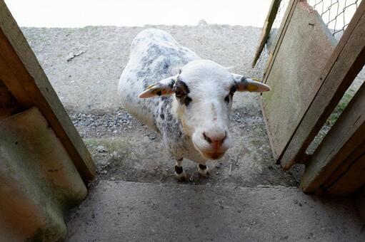 エサ欲しいヤギの写真