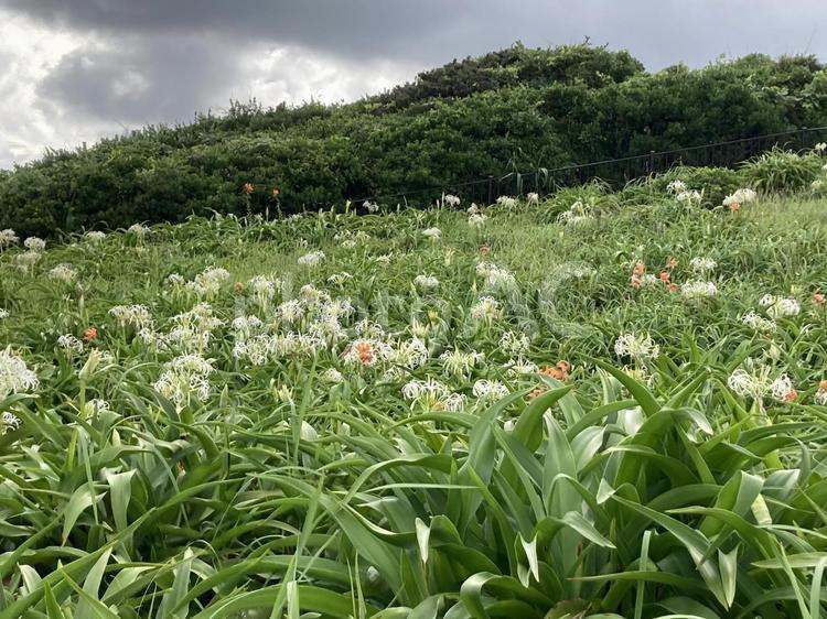 群生する浜木綿（ハマユウ）1 花,浜木綿,ハマユウの写真素材