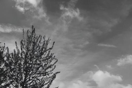 モノクロの空と木のシルエットの風景 モノクロの空と木のシルエットの風景の写真
