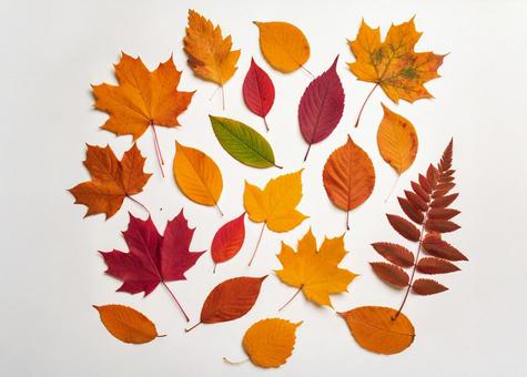 様々な種類の紅葉した葉 様々な種類の紅葉した葉の写真