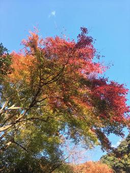 紅葉 紅葉 の写真