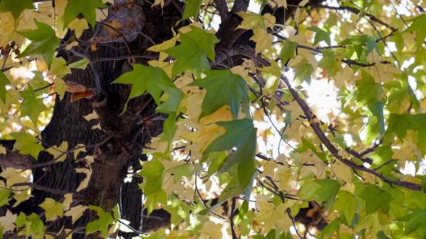 【植物の写真】モミジバフウ モミジバフウ,紅葉,紅葉葉楓の写真素材