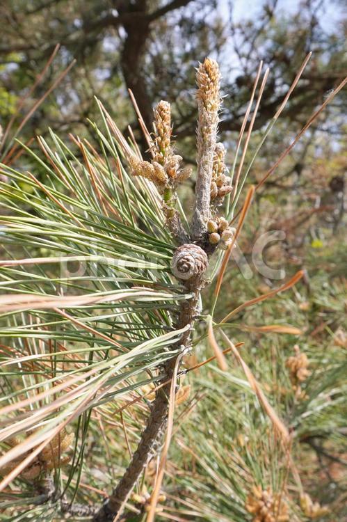 若い松ぼっくり（クロマツ）03 クロマツ,黒松,松ぼっくりの写真素材