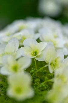 カシワバアジサイの花 アップ16 カシワバアジサイの花 アップ16の写真