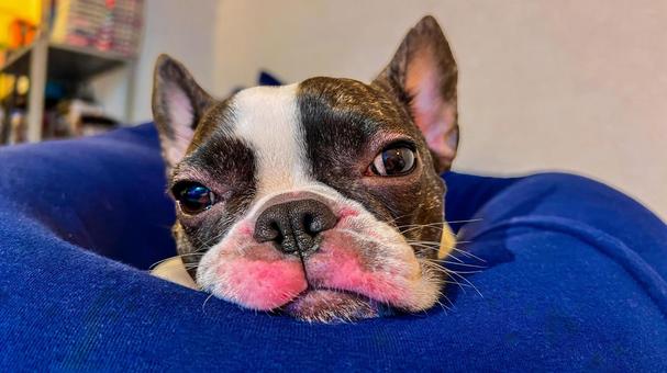 眠たい犬（フレブル）_2 犬,フレブル,鼻ぺちゃの写真素材