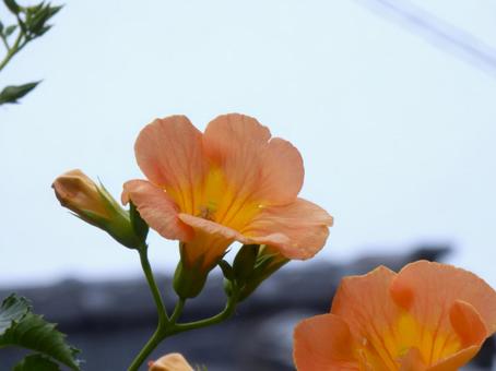【花の写真】ノウゼンカズラ 【花の写真】ノウゼンカズラの写真