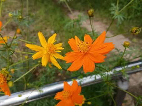 キバナコスモス キバナコスモス,コスモス,黄花秋桜の写真素材